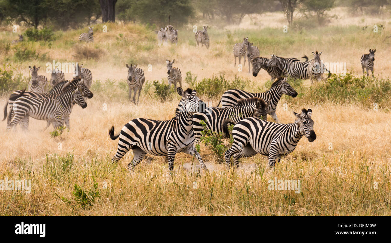 Zebra in esecuzione in prossimità di un foro di irrigazione nel Parco Nazionale di Tarangire e, Tanzania. Foto Stock