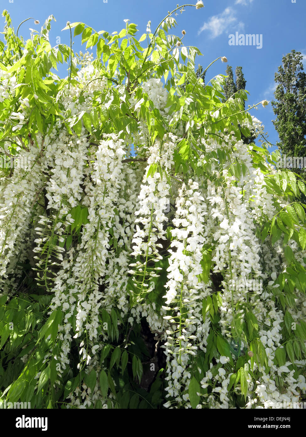 Barrington Court White Wisteria Tree, Somerset, Inghilterra, UKWhite Wisteria Flowers cascata di fiori di gliceria in primavera al Barrington Court National Trust Garden Foto Stock