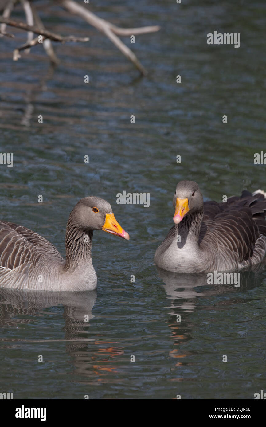 Western Graylag Goose (Anser anser). Norfolk Broads. East Anglia. In Inghilterra. Foto Stock