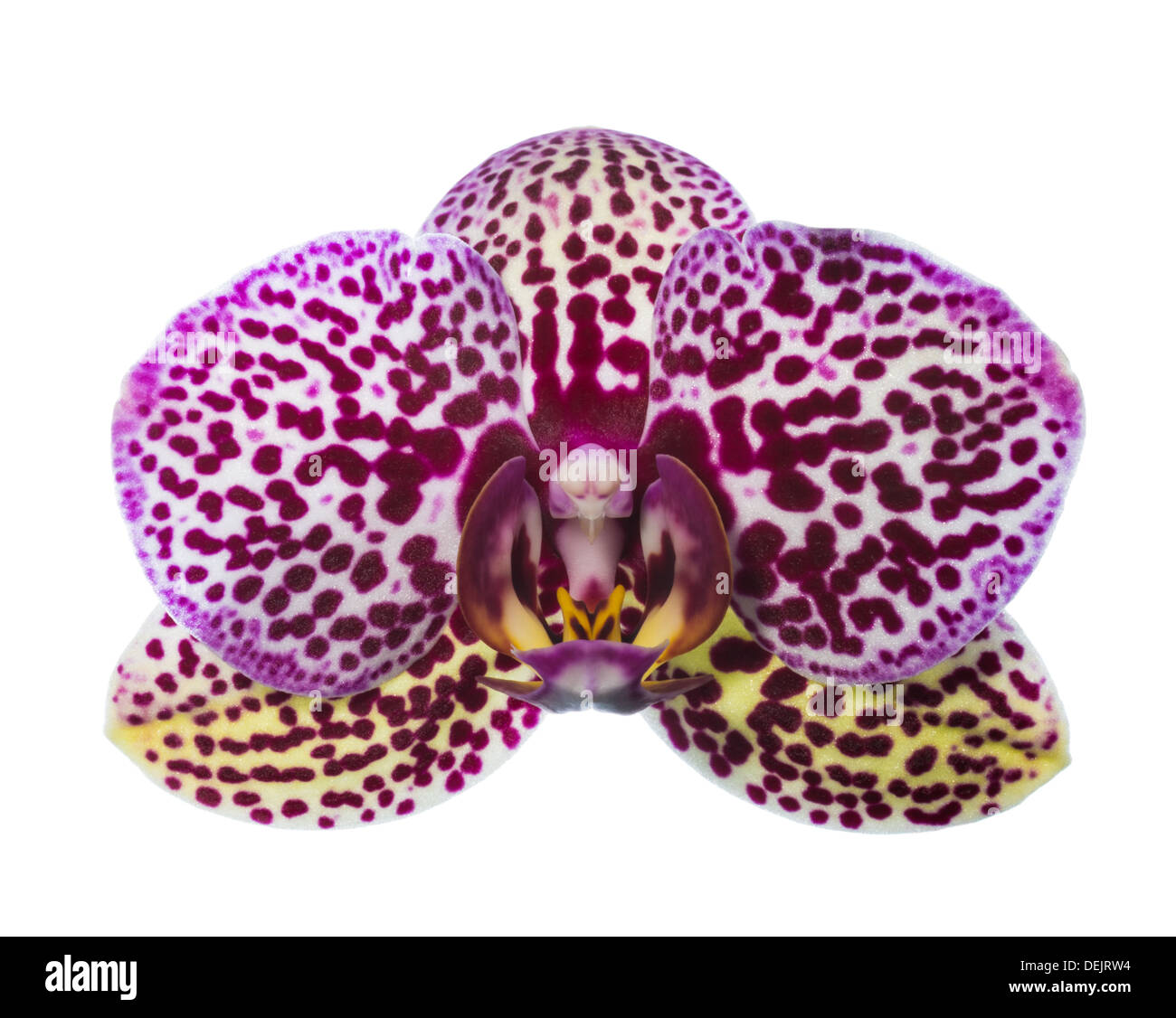 Motley orchidea di colorazione insolita Foto Stock