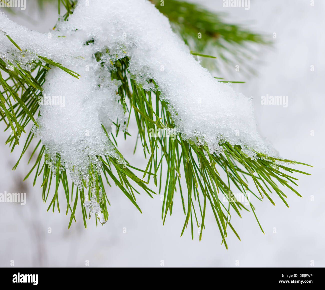 Il ramo di Natale di abete con la neve in inverno il legno Foto Stock