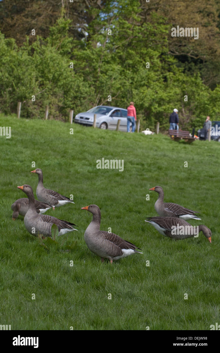 Graylag oche Anser anser. Feral, quelli i cui antenati recenti sono stati reintrodotti sono ora un residente nessuna popolazione migratori. Foto Stock