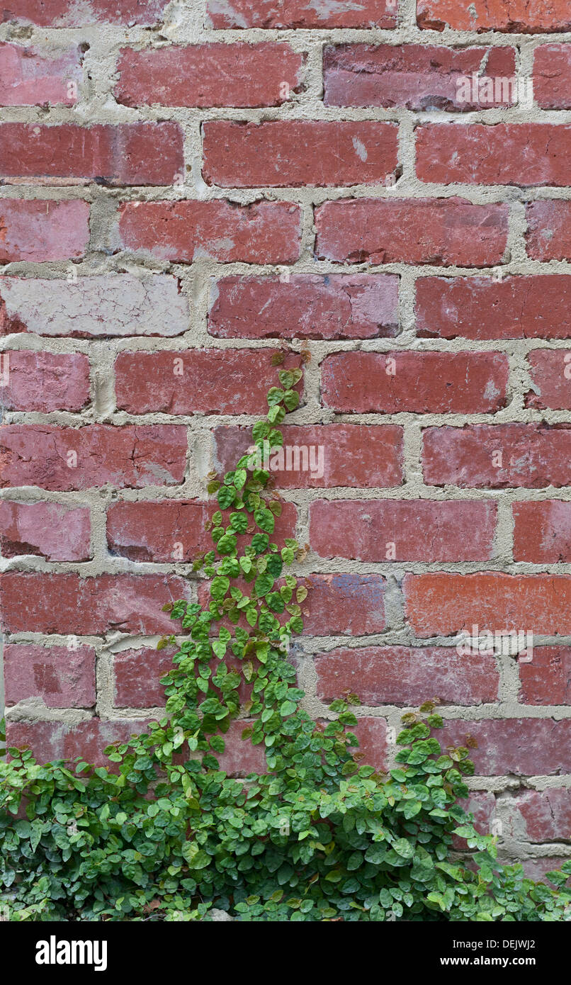 Ivy crescente fino a un muro Foto Stock