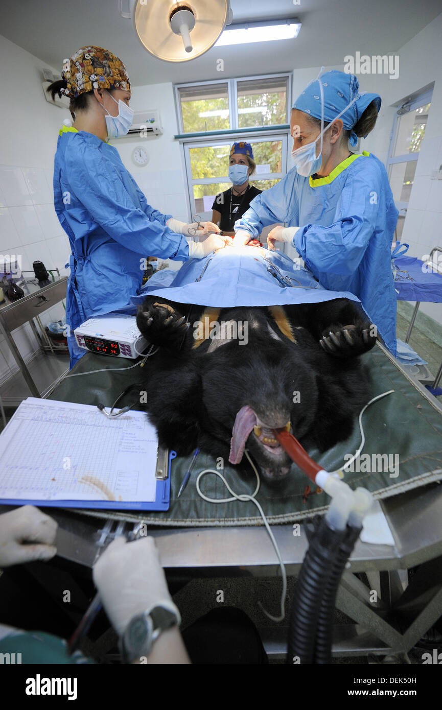 Chirurgia su nero asiatico bear (Ursus thibetanus) a Chengdu rescue center dell'animale Asia Foundation, Sichuan, in Cina Foto Stock