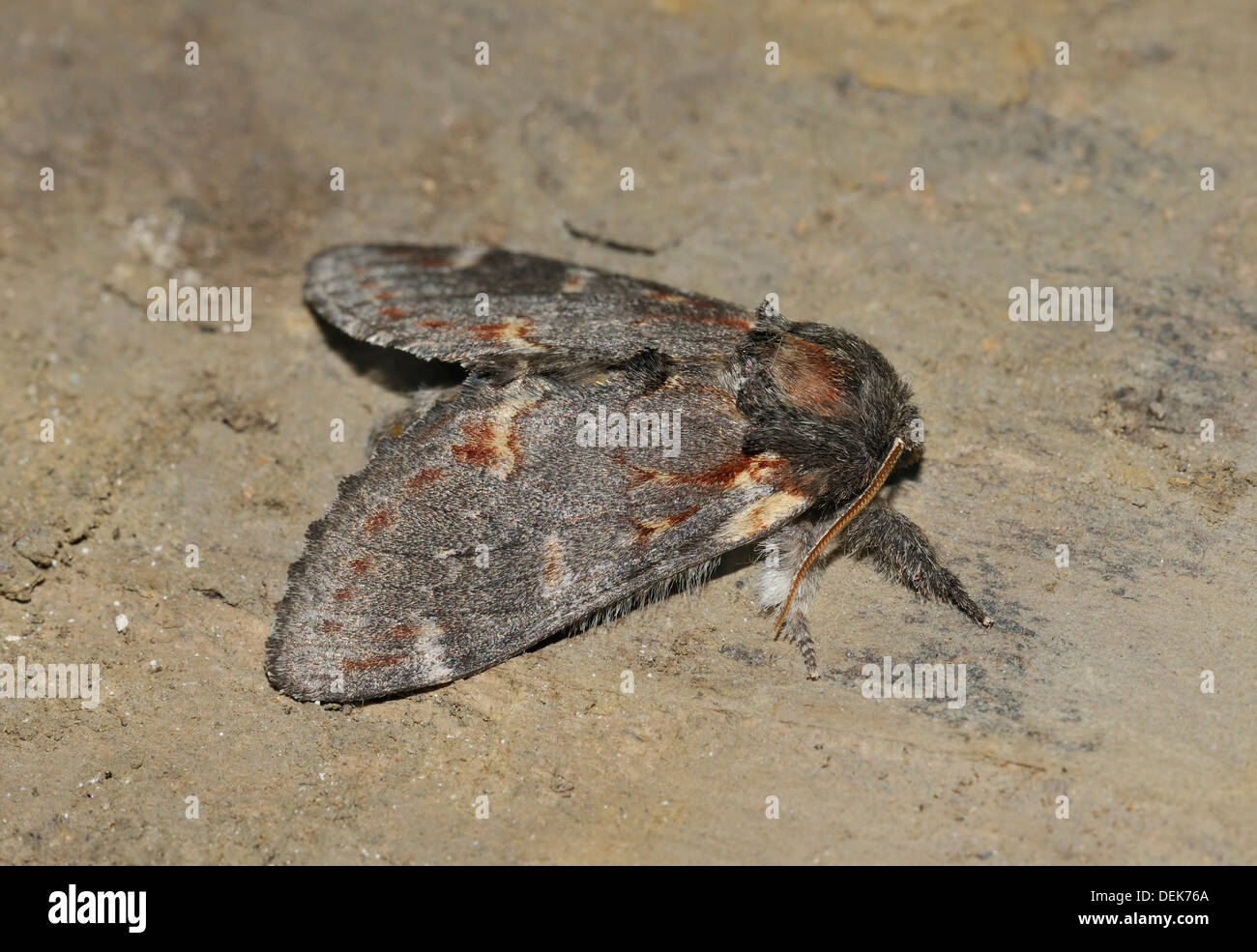 Ferro falena prominente - Notodonta dromedarius Foto Stock