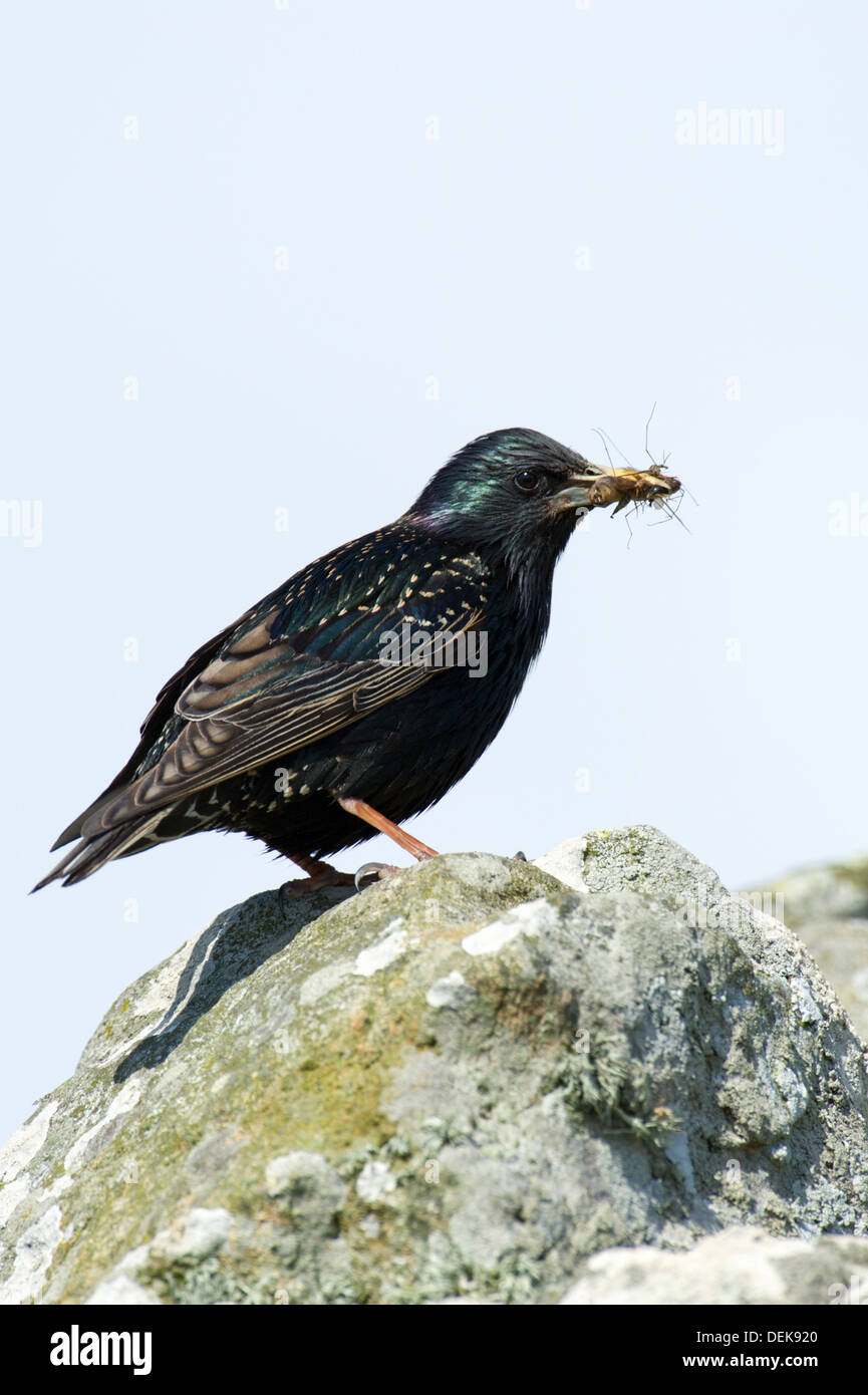 Starling comune (Sturnus vulgaris) - REGNO UNITO Foto Stock