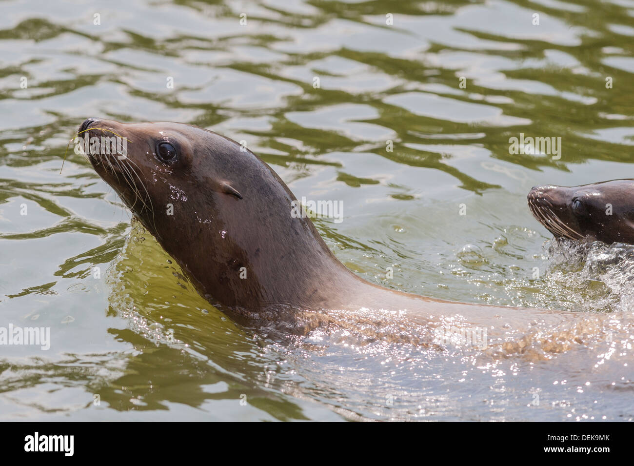 Un leone di mare nel lago a Longleat Safari Park di Longleat , Warminster , Wiltshire , Inghilterra , Inghilterra , Regno Unito Foto Stock