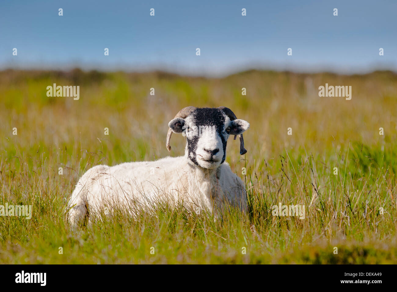 Una pecora Swaledale nella brughiera, Yorkshire Dales, England, Regno Unito Foto Stock