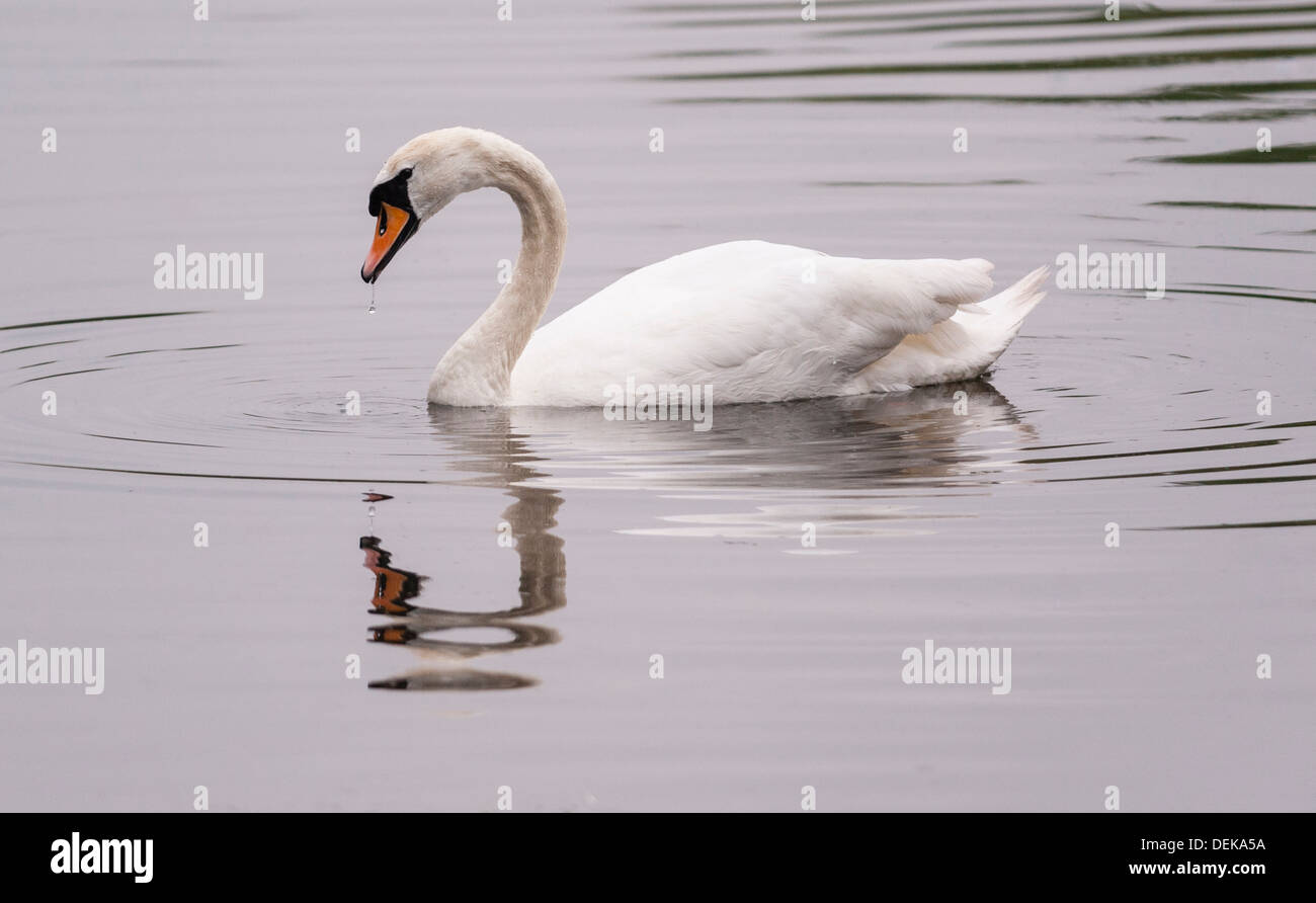Un Cigno (Cygnus olor) nel Regno Unito Foto Stock