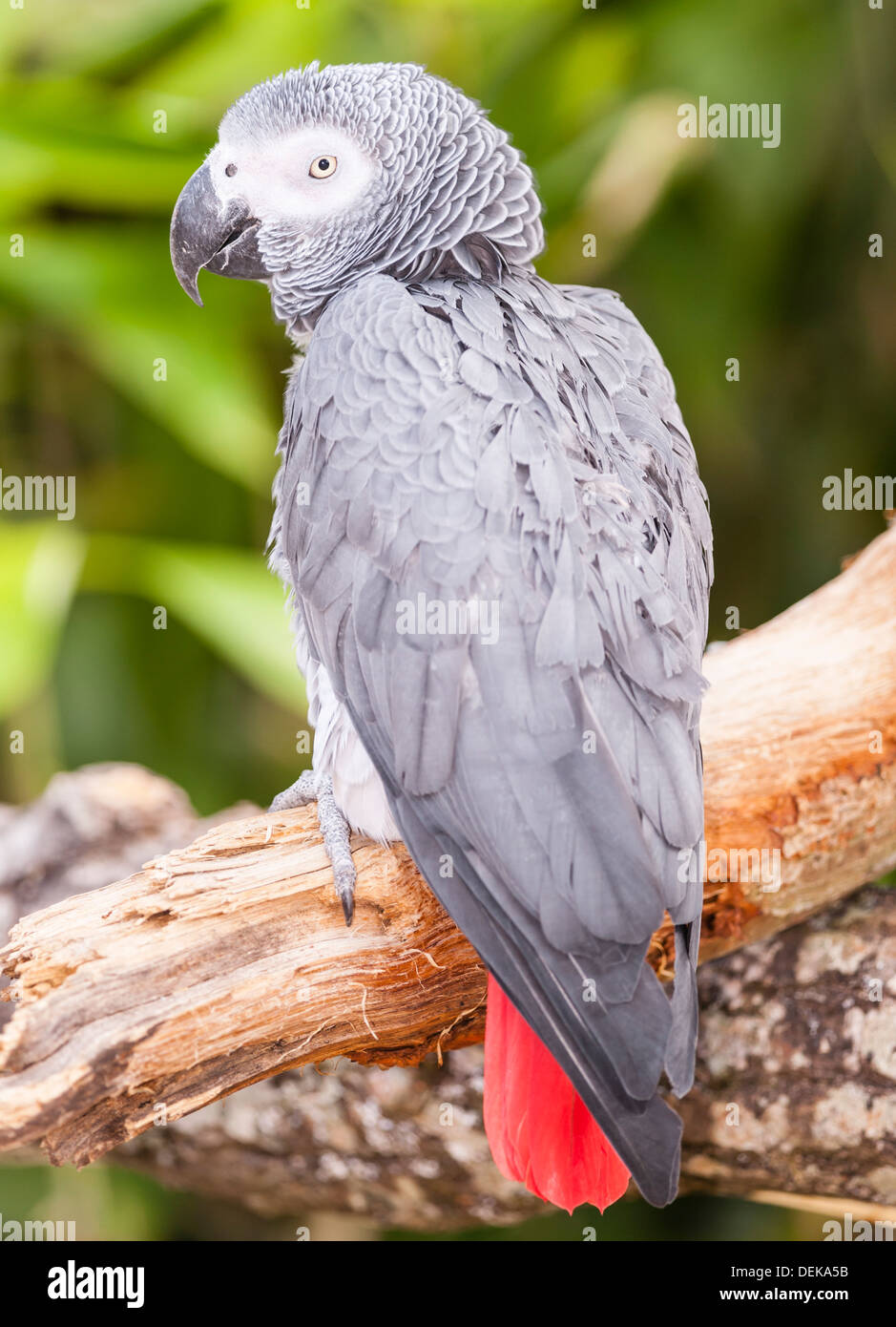 Un pappagallo grigio africano a Longleat Safari Park di Longleat , Warminster , Wiltshire , Inghilterra , Inghilterra , Regno Unito Foto Stock