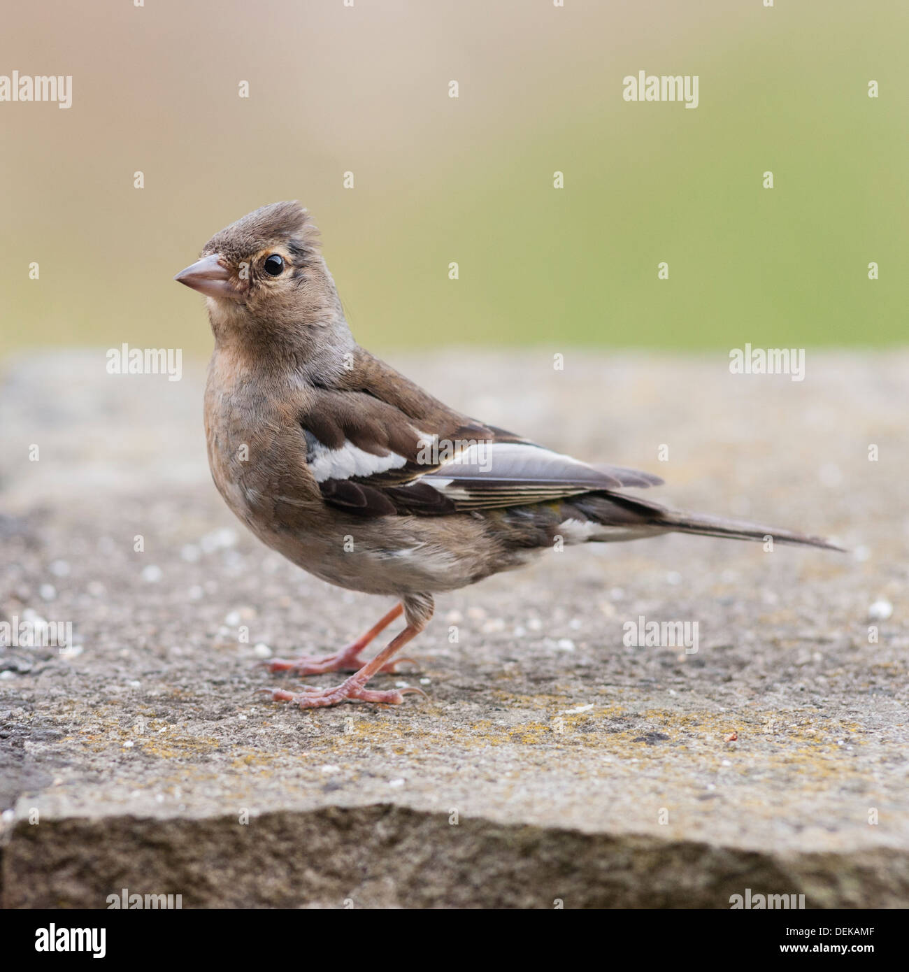 Una femmina (fringuello Fringilla coelebs) nel Regno Unito Foto Stock