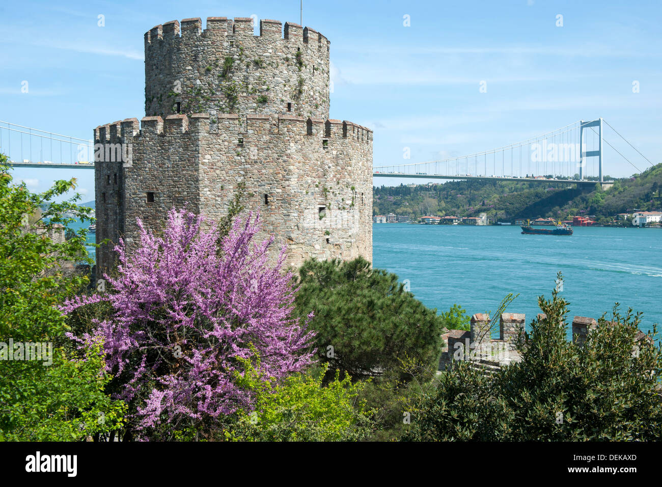 Istanbul, Sariyer, Rumelihisar, im Frühling blühen die Judasbäume Foto Stock