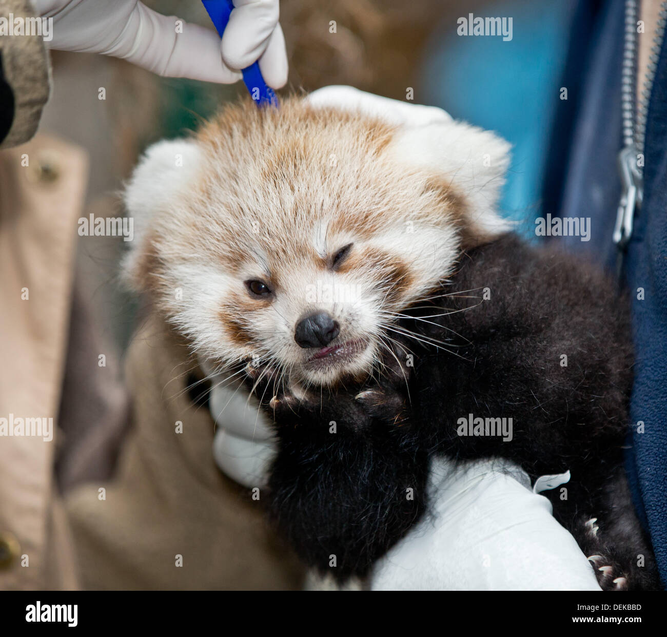 Norimberga, Germania. Xx Settembre, 2013. Un medico tag di un piccolo panda rosso cub con un chip al Tiergarten zoo di Norimberga, Germania, 20 settembre 2013. Due giovani panda rosso sono nati il 06 luglio 2013. Foto: Daniel Karmann/dpa/Alamy Live News Foto Stock