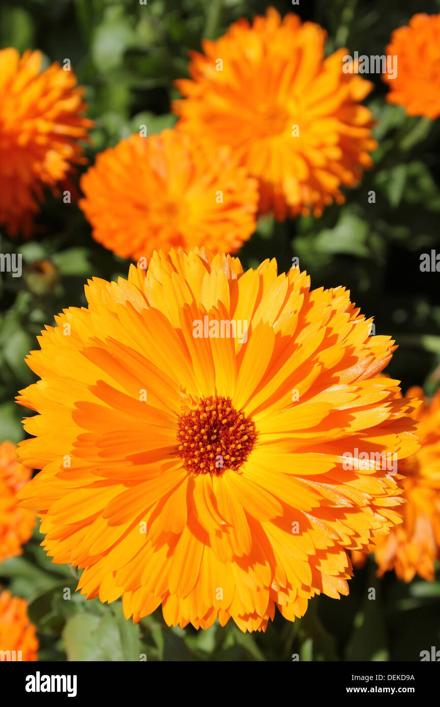 Un colore Arancio Giardino Calendula Calendula officinalis cultivar Foto Stock