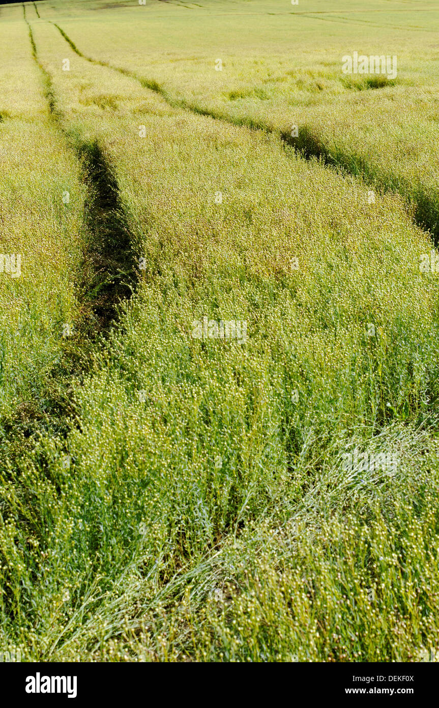 Campo, Pound Lane, Newtown, Isle of Wight, England, Regno Unito, GB. Foto Stock