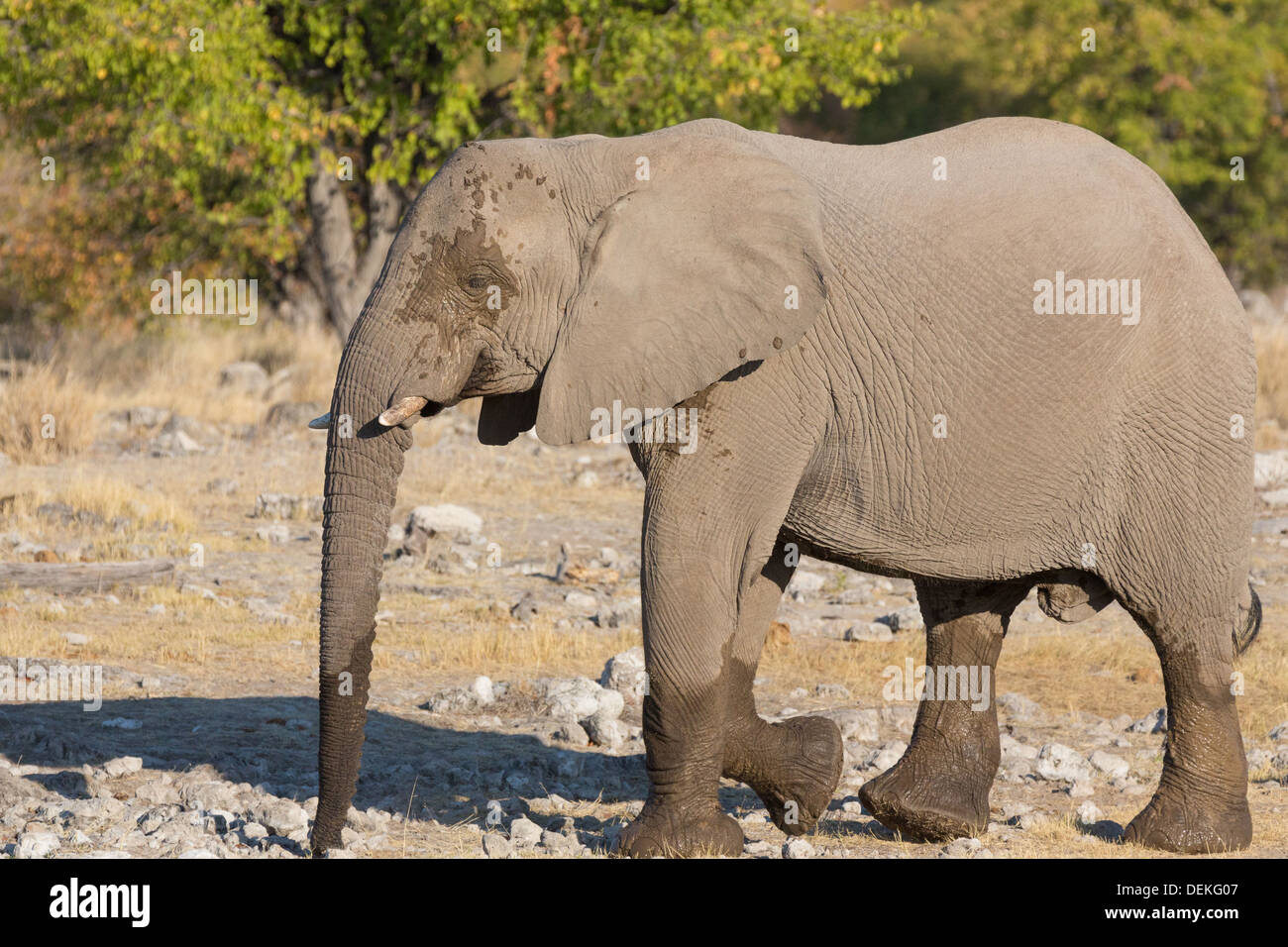 A piedi l'elefante nella savana in Kenia Masai Mara Foto Stock