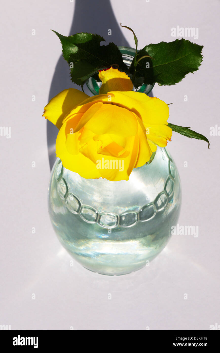 Una sola rosa gialla in una bottiglia di vetro di fronte al sole. Foto Stock
