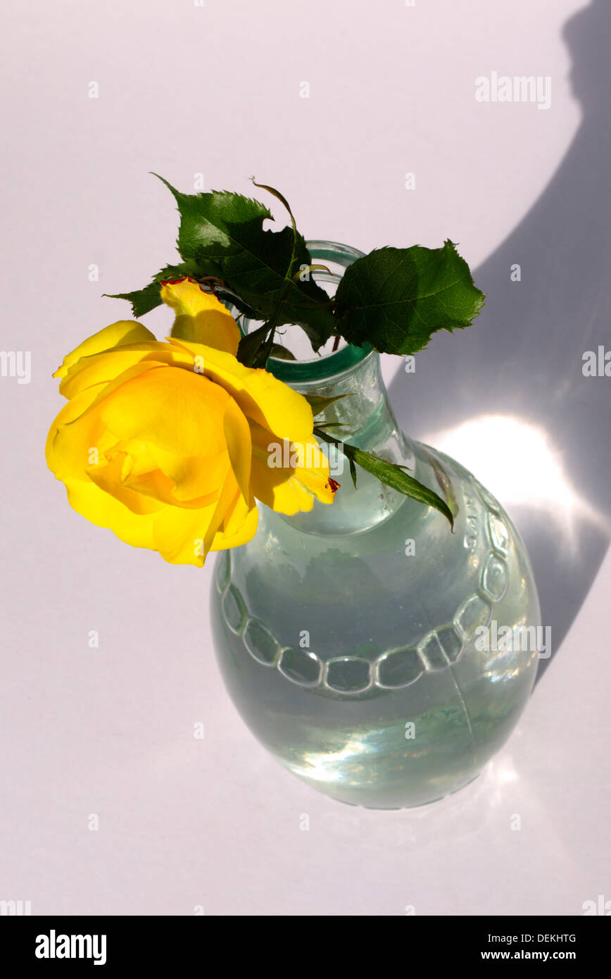 Una sola rosa gialla in una bottiglia di vetro hanno un buon drink al sole. Foto Stock