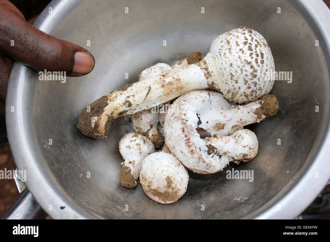 Ghana raccolti localmente i funghi commestibili Foto Stock
