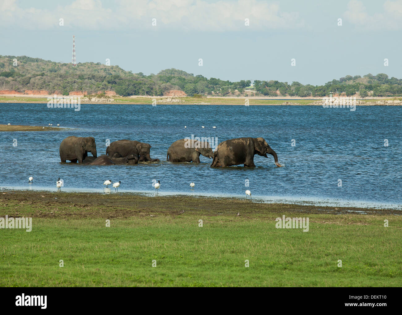 Una mandria di dello Sri Lanka elephant prendere un bagno in un fiume nel Minneriya National Park, Sri Lanka Foto Stock