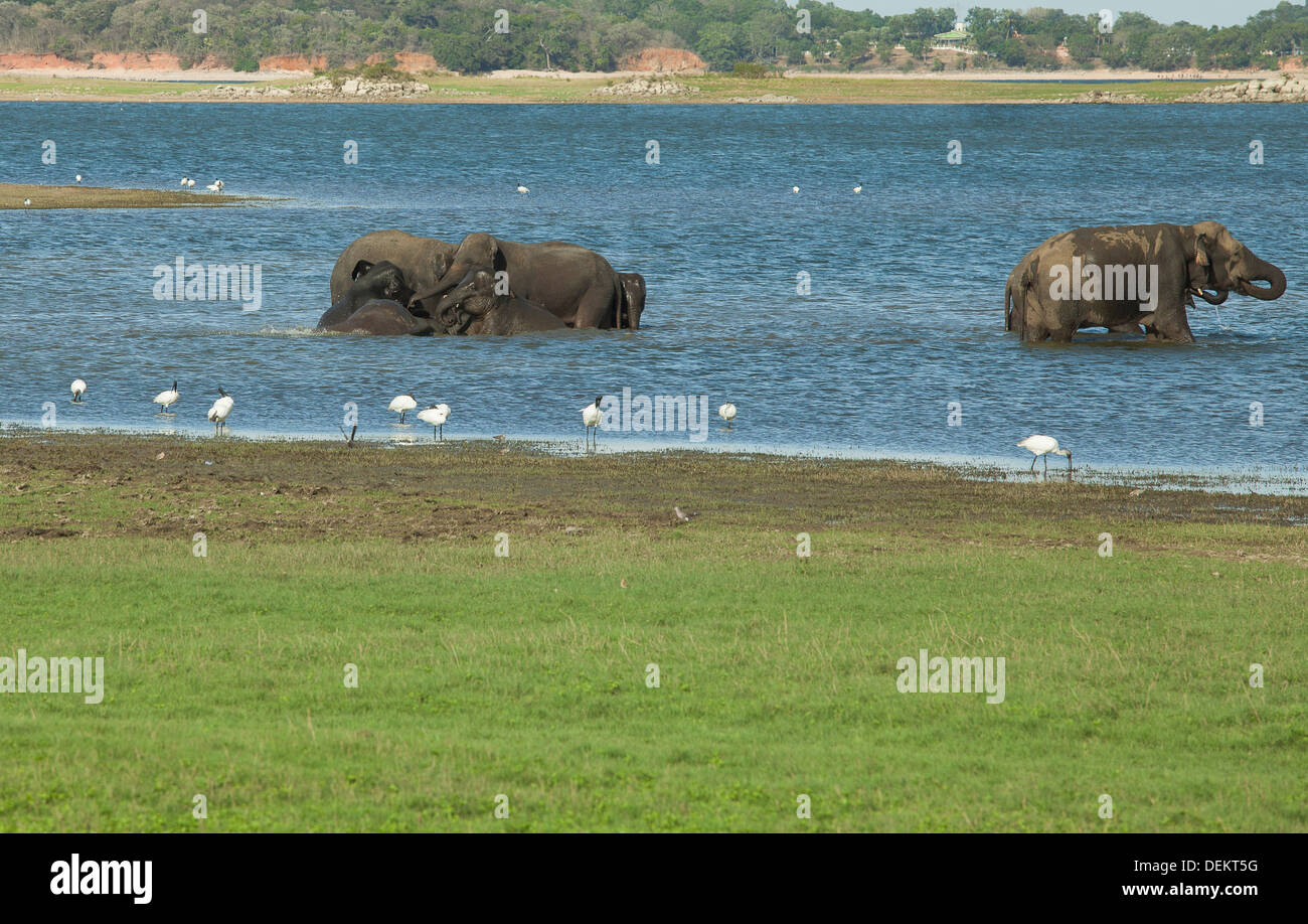 Una mandria di dello Sri Lanka elephant prendere un bagno in un fiume nel Minneriya National Park, Sri Lanka Foto Stock