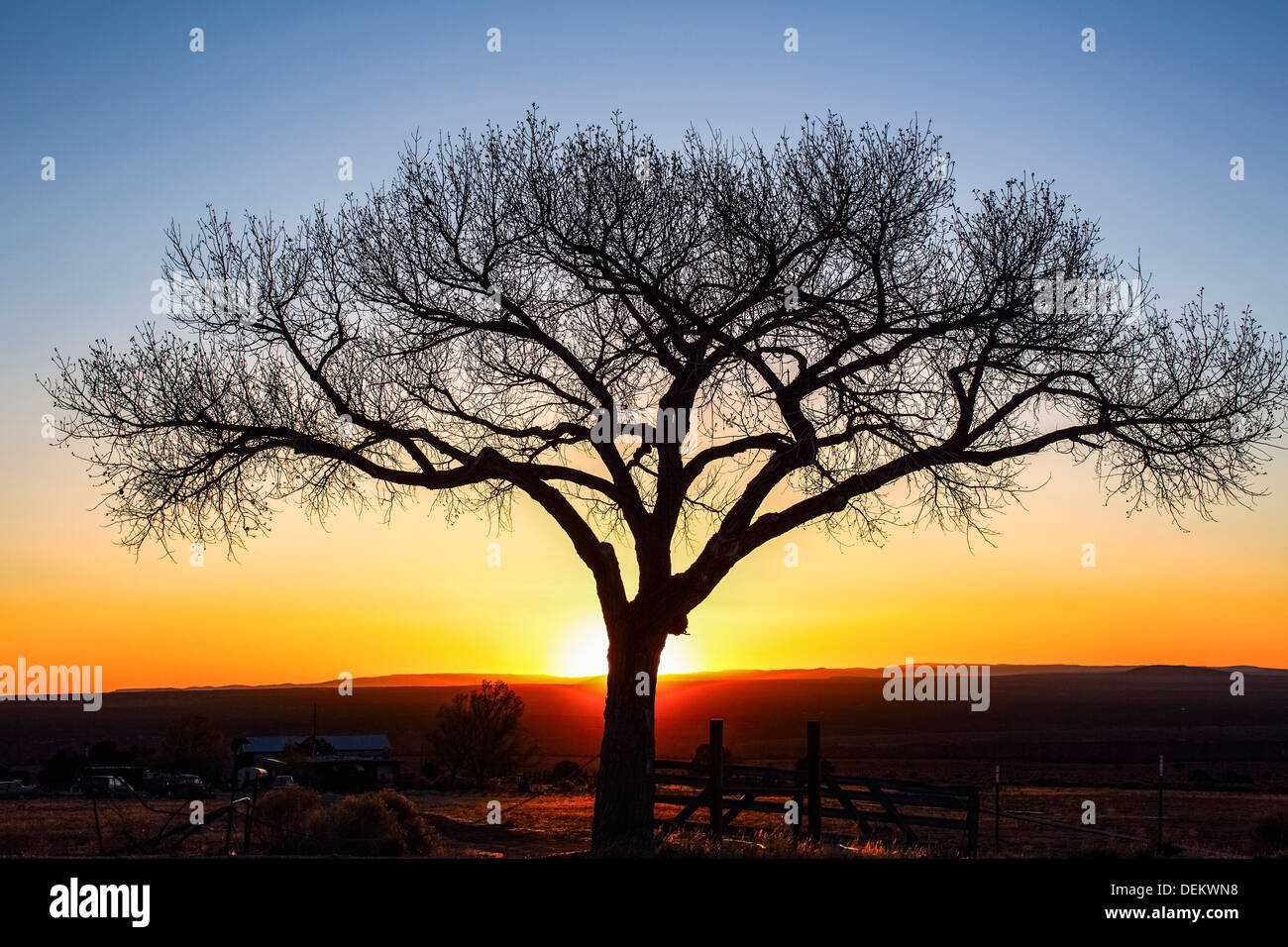 Silhouette di alberi contro il cielo al tramonto nel paesaggio rurale Foto Stock
