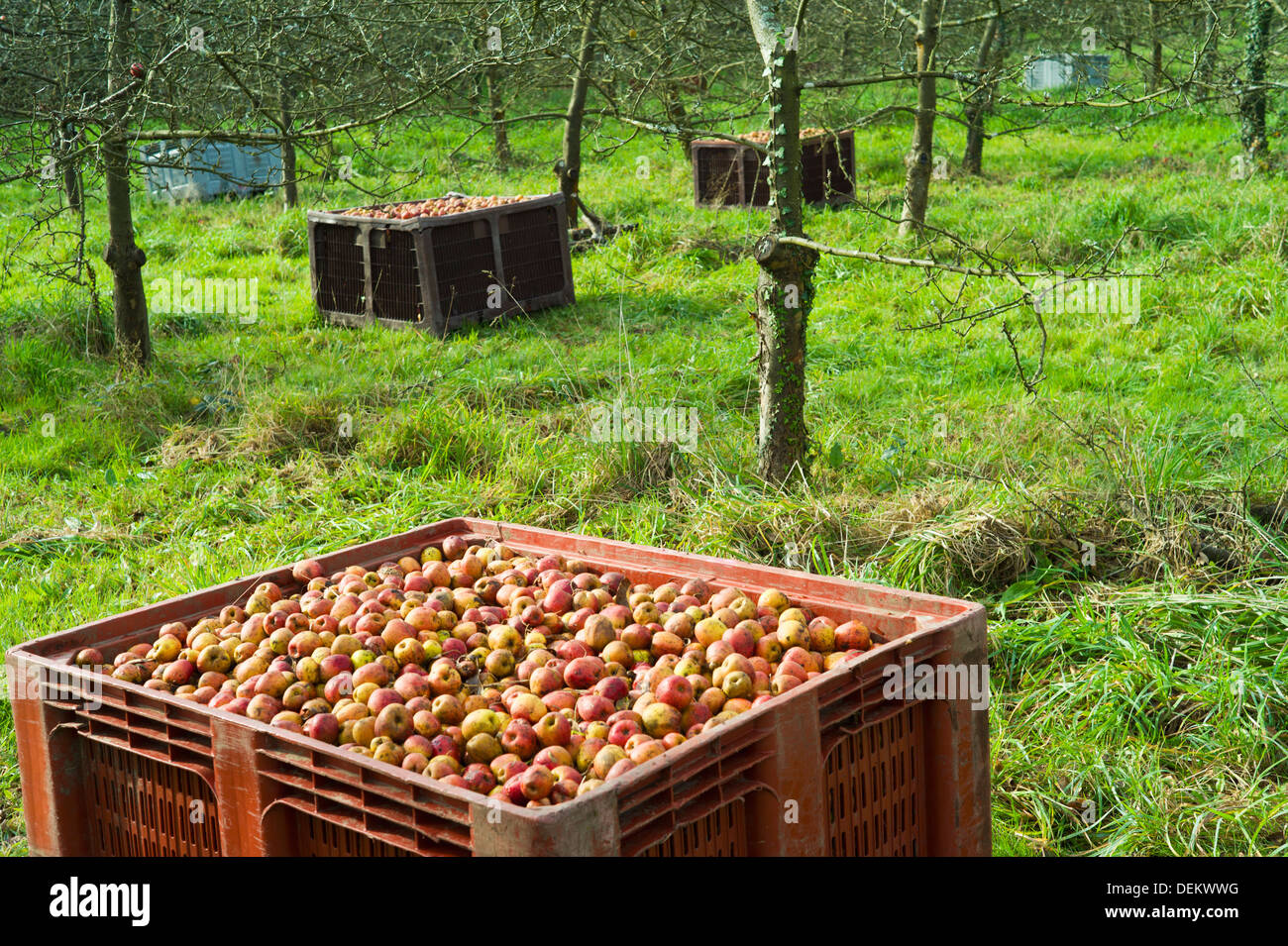 Barili di frutta nella Orchard Foto Stock