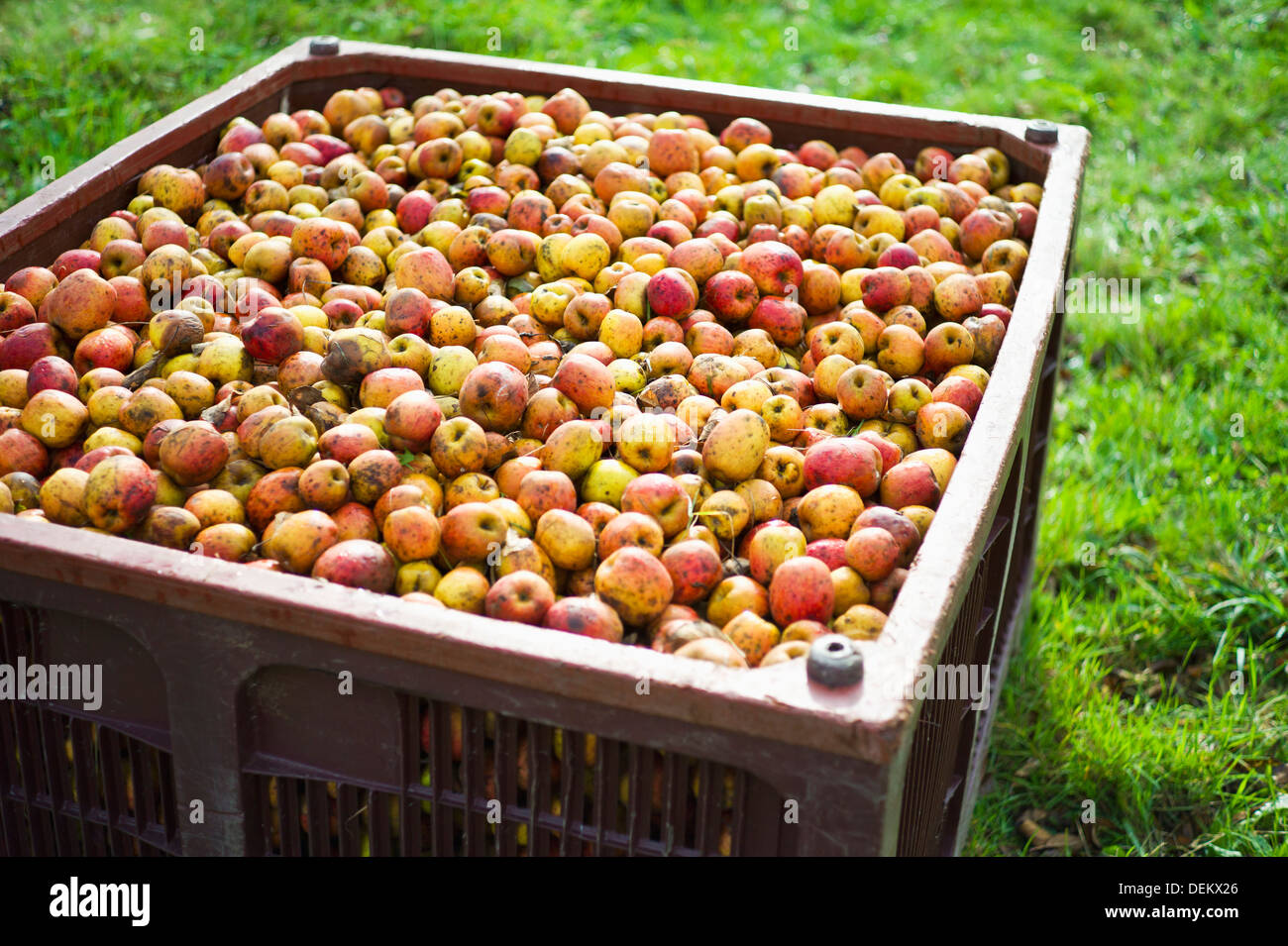 Casse di legno di mele nel campo Foto Stock