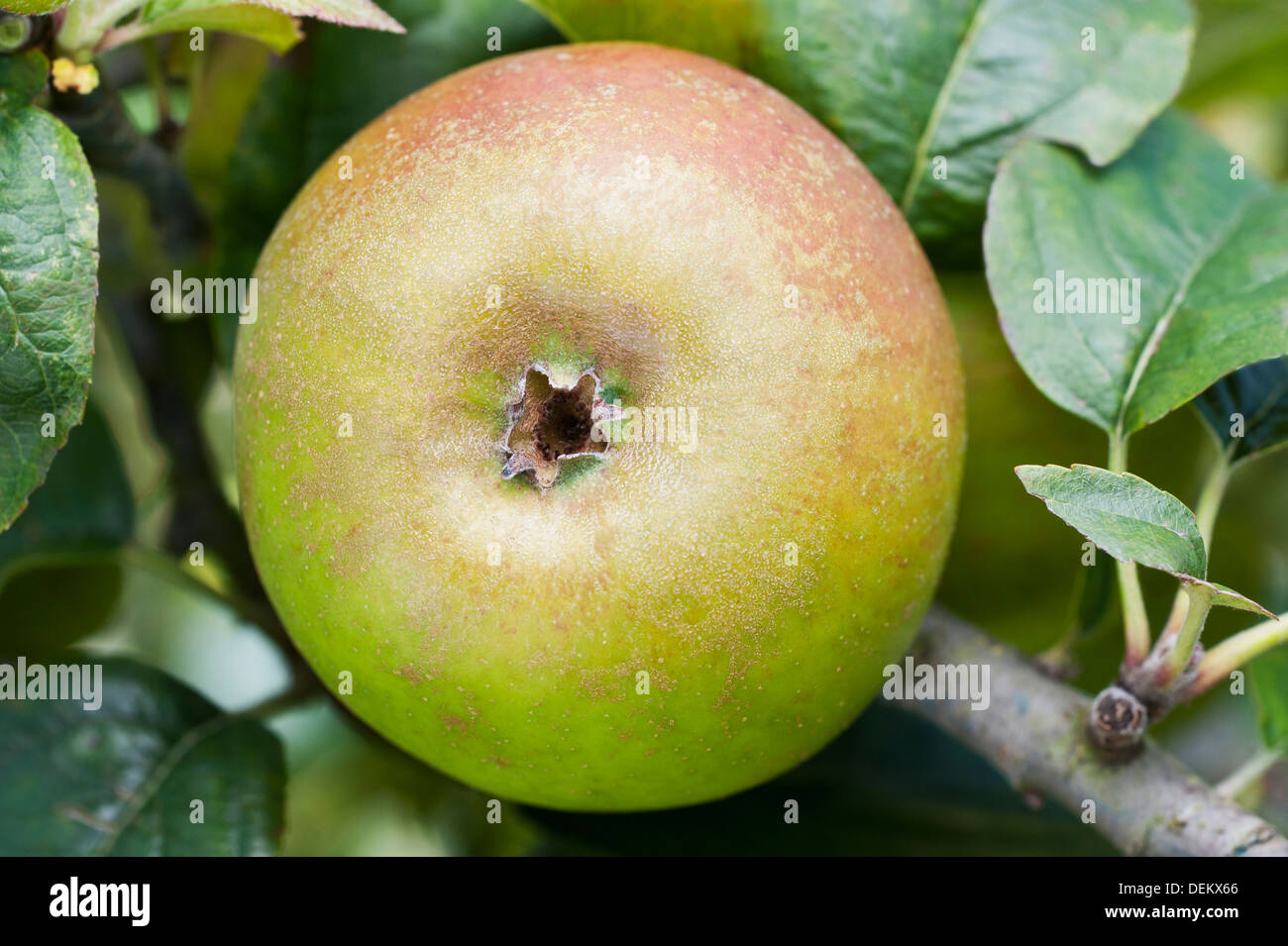 Close up di Apple che cresce su albero Foto Stock