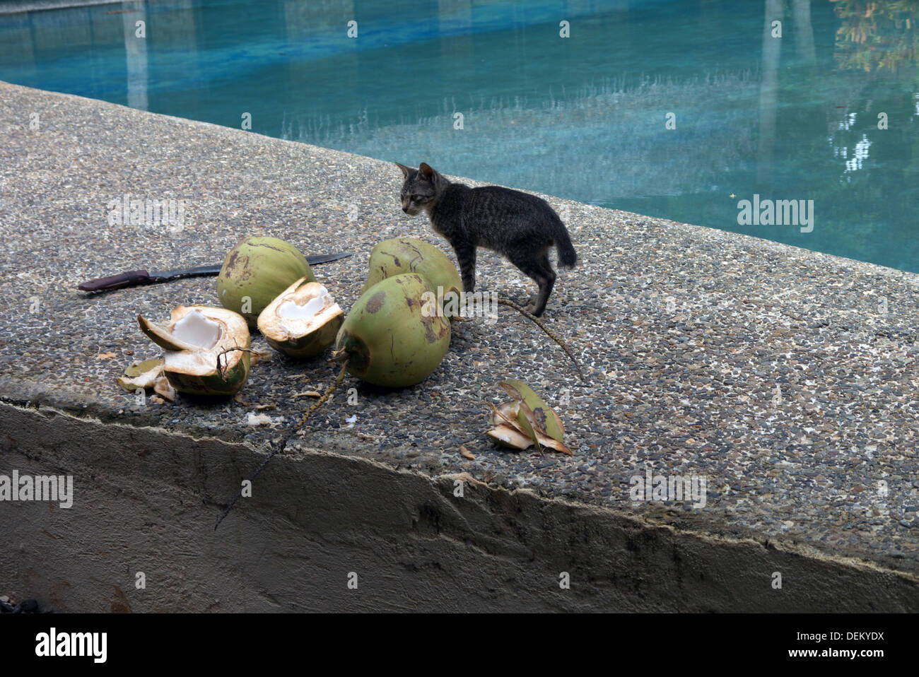 Bambino gatto cercando di noce di cocco. Foto Stock