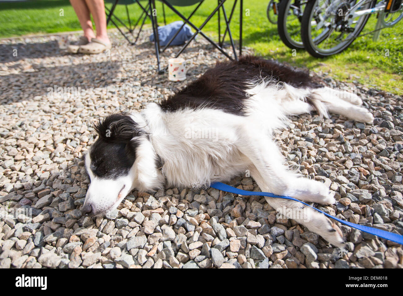 Un Border Collie cane riposo dopo una lunga passeggiata. Foto Stock