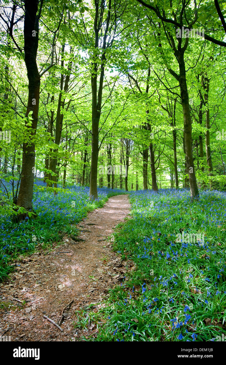 I marittimi; colle; Westerham; Kent; Inghilterra; Regno Unito; Europa; Foto Stock