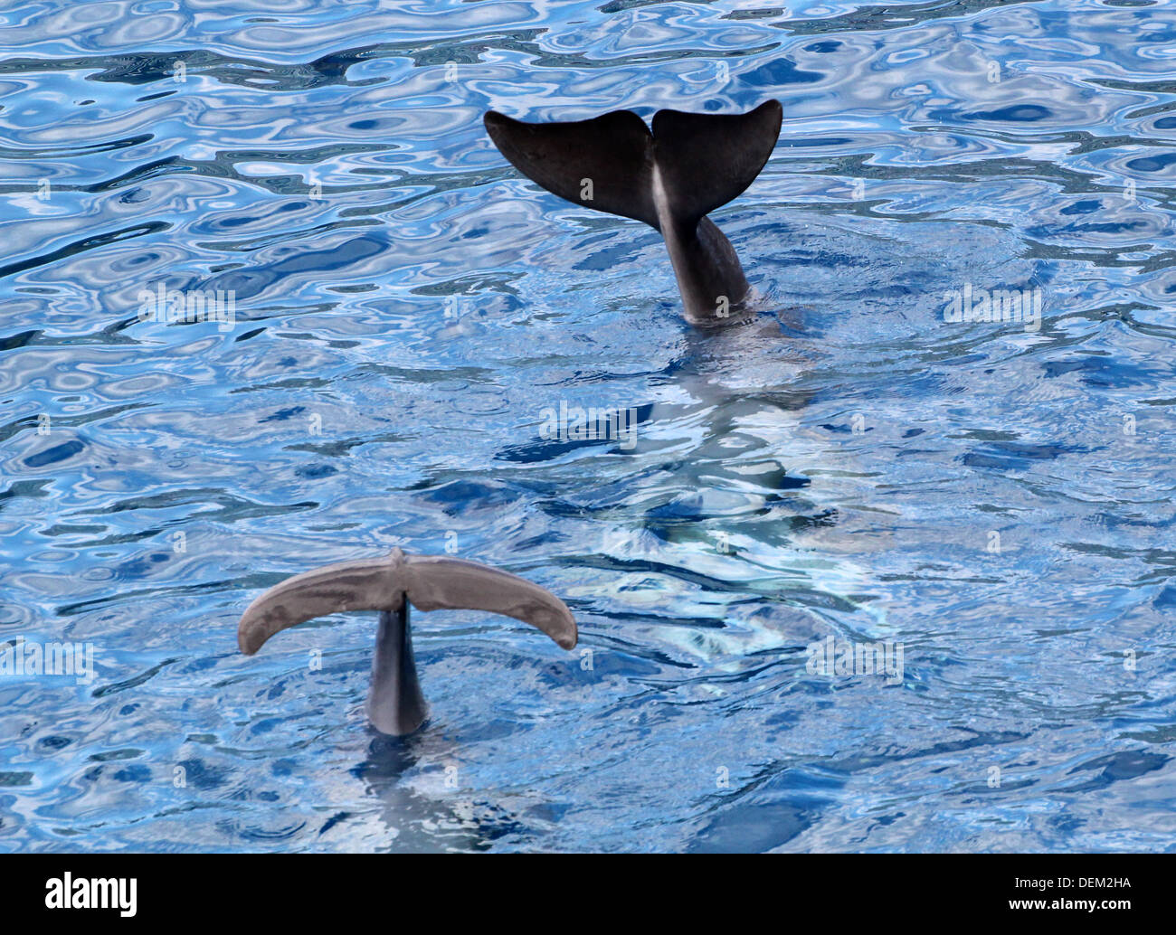 Serie di 22 immagini di delfini a naso di bottiglia effettuando al acquario oceanografico Marine Park a Valencia, Spagna Foto Stock