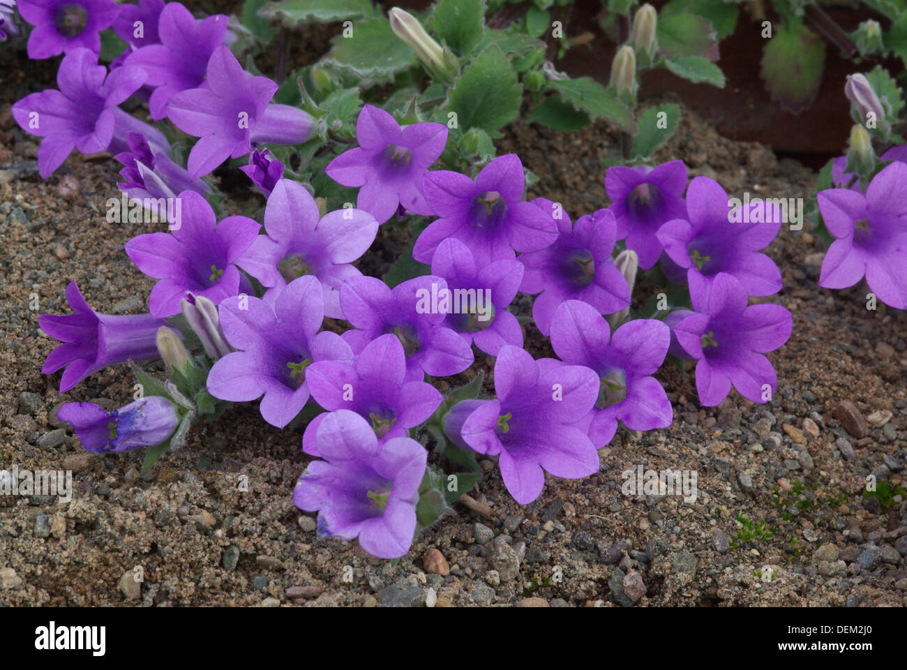 Campanule - Campanula pelia Foto Stock