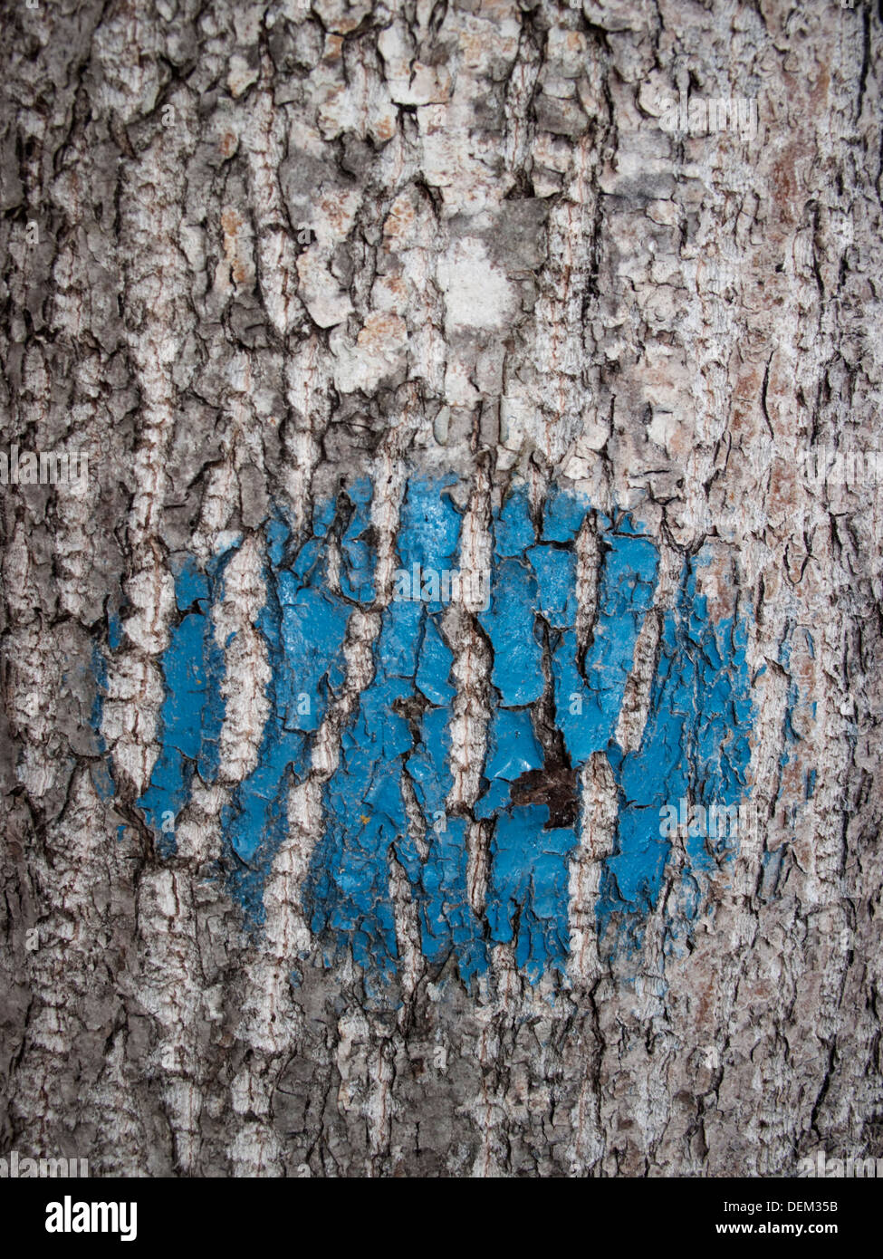Vernice blu sul tronco di albero Foto Stock