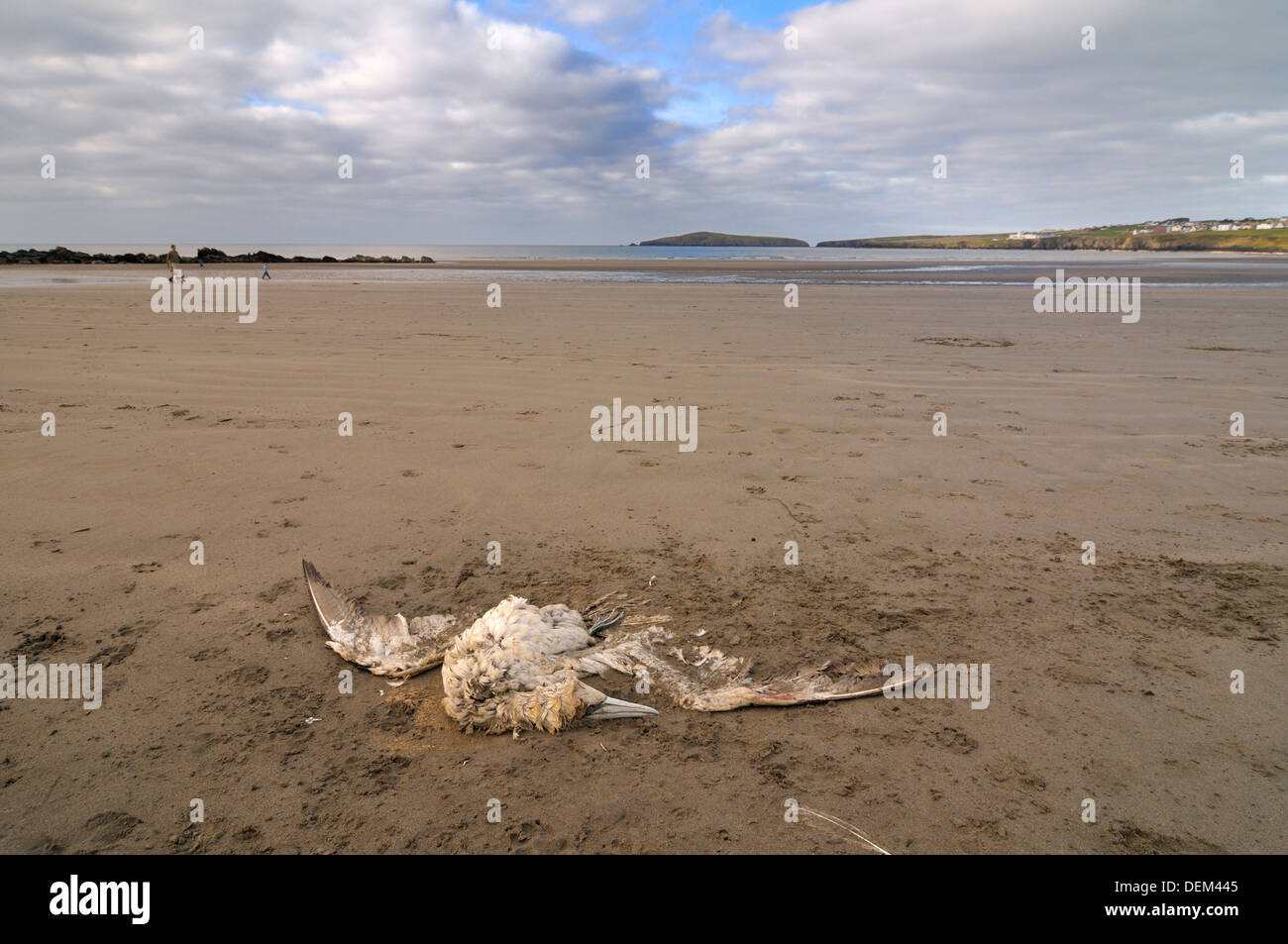 Dead Gannett lavato fino a Poppit Sands Beach St Dogmaels Foto Stock