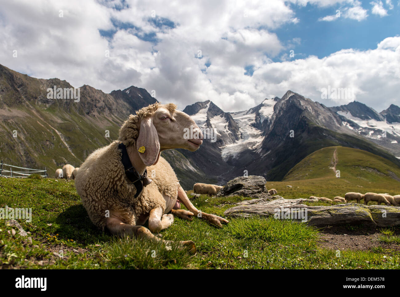 Pecora Alpina sulle Alpi austriache nei pressi di Obergurgl Tirolo Austria Europa Foto Stock