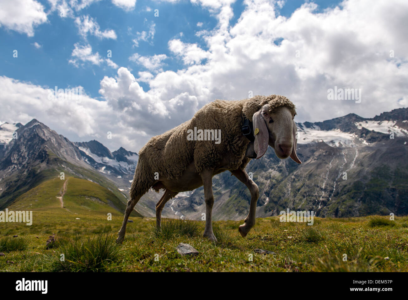 Pecora Alpina sulle Alpi austriache nei pressi di Obergurgl Tirolo Austria Europa Foto Stock