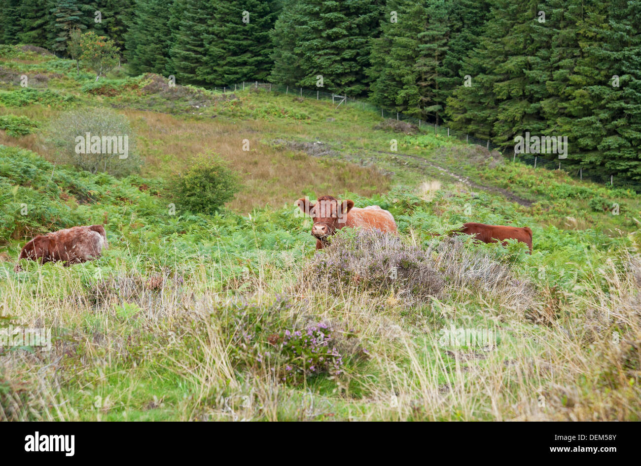 Luing mucche di bestiame che vagano pascolo su campane a gummers come in estate Cumbria Lake District National Park Inghilterra Regno Unito GB Gran Bretagna Foto Stock