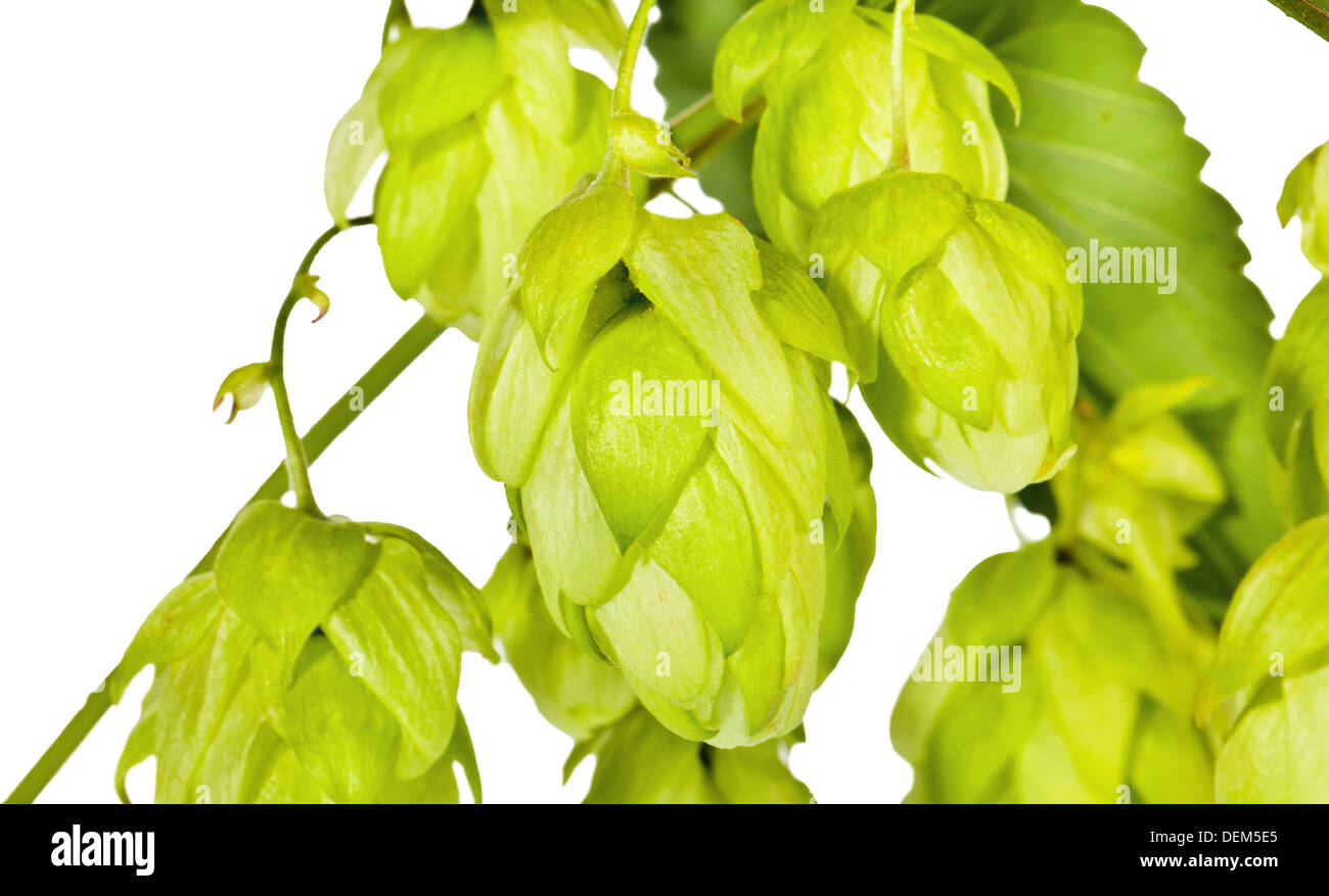 Ramo di fresco verde hop su bianco Foto Stock
