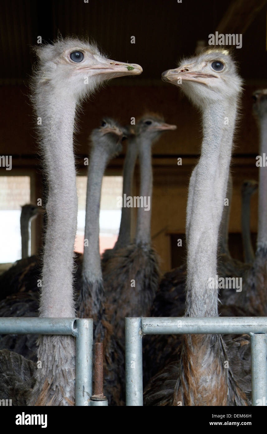 Gregge di struzzi in cattività Foto Stock