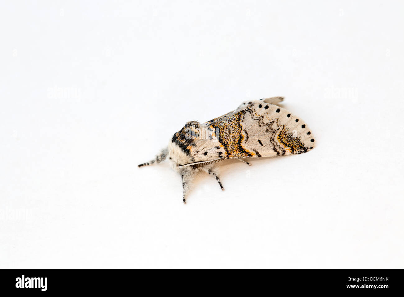 Poplar Kitten Moth; Furcula bifida; Regno Unito Foto Stock