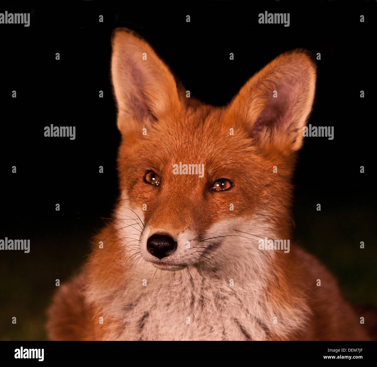 Red Fox da vicino Foto Stock