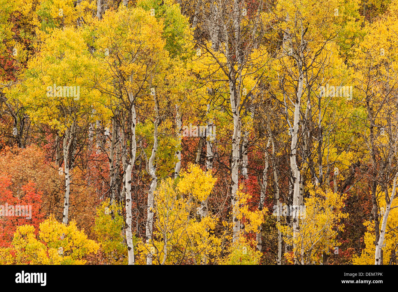 Aspen alberi in autunno colori, Wyoming USA Foto Stock