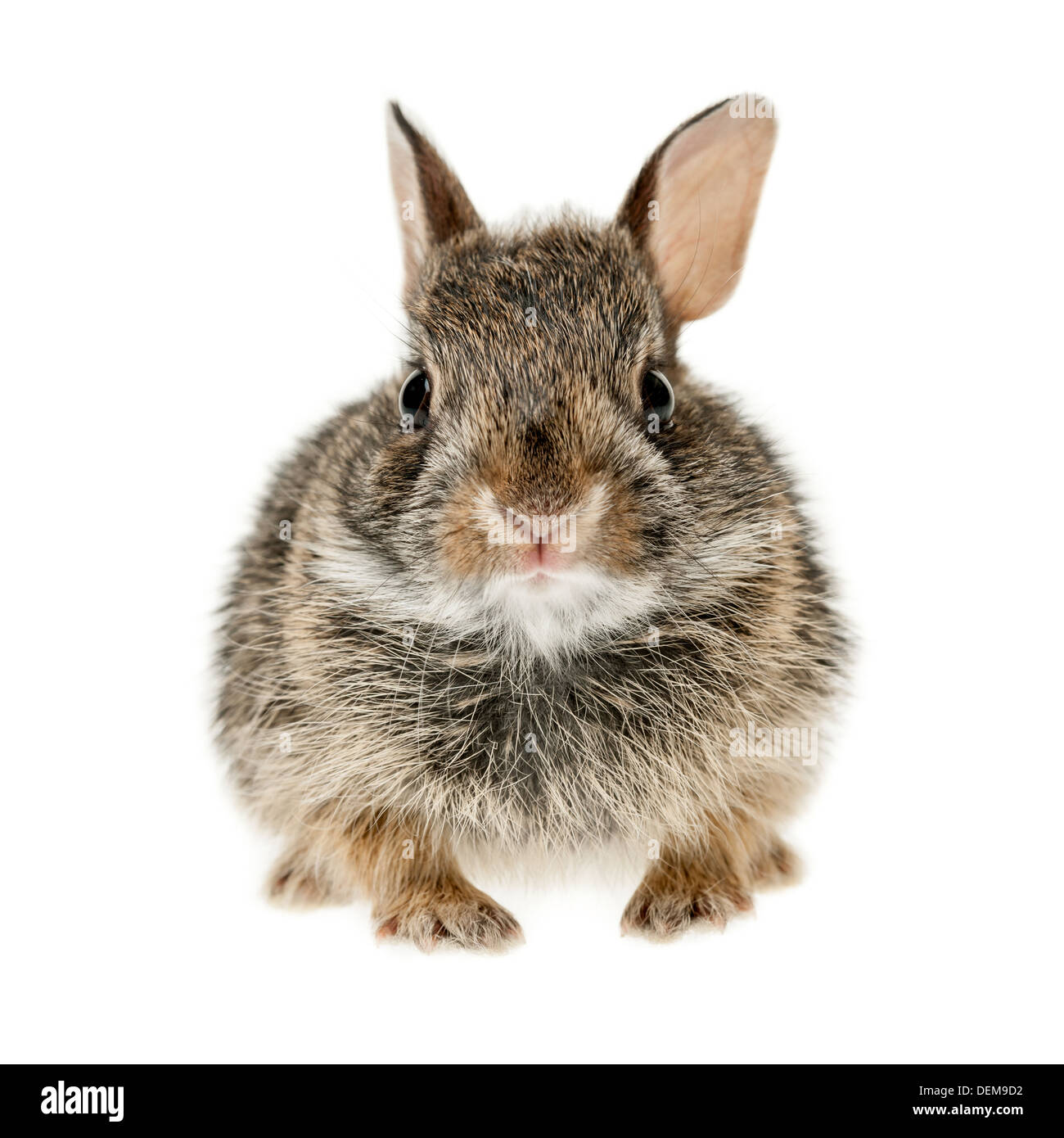 Ritratto di bambino coniglio silvilago coniglio isolato su sfondo bianco Foto Stock