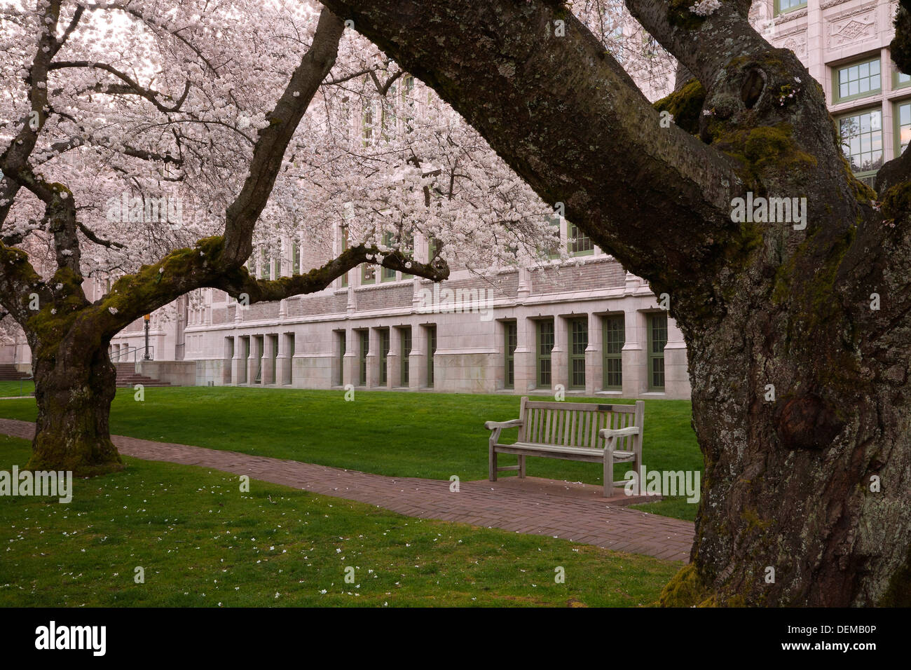WASHINGTON - ciliegi in fiore sul Quad dell Università di Washington in Seattle. Foto Stock