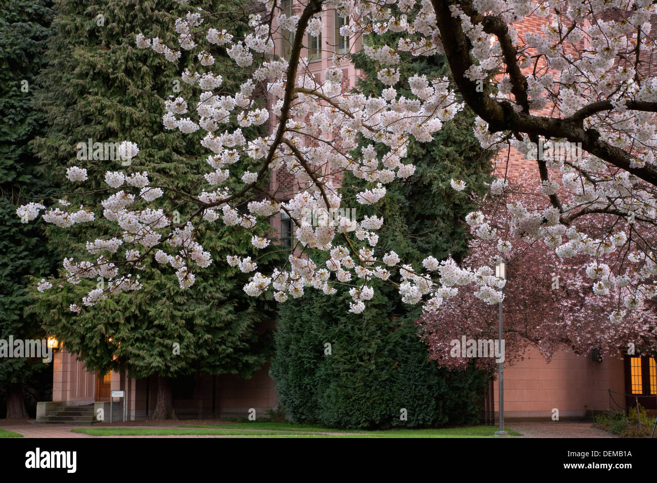 WASHINGTON - ciliegi in fiore sul Quad dell Università di Washington in Seattle. Foto Stock