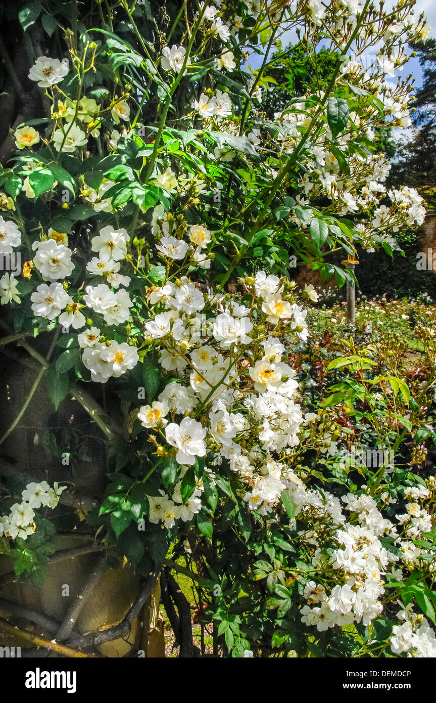 Hever kent fiori selvatici rose molla rossa Inghilterra uk europa daisy flora floreale swan Hever Castle edenbridge kent england Foto Stock