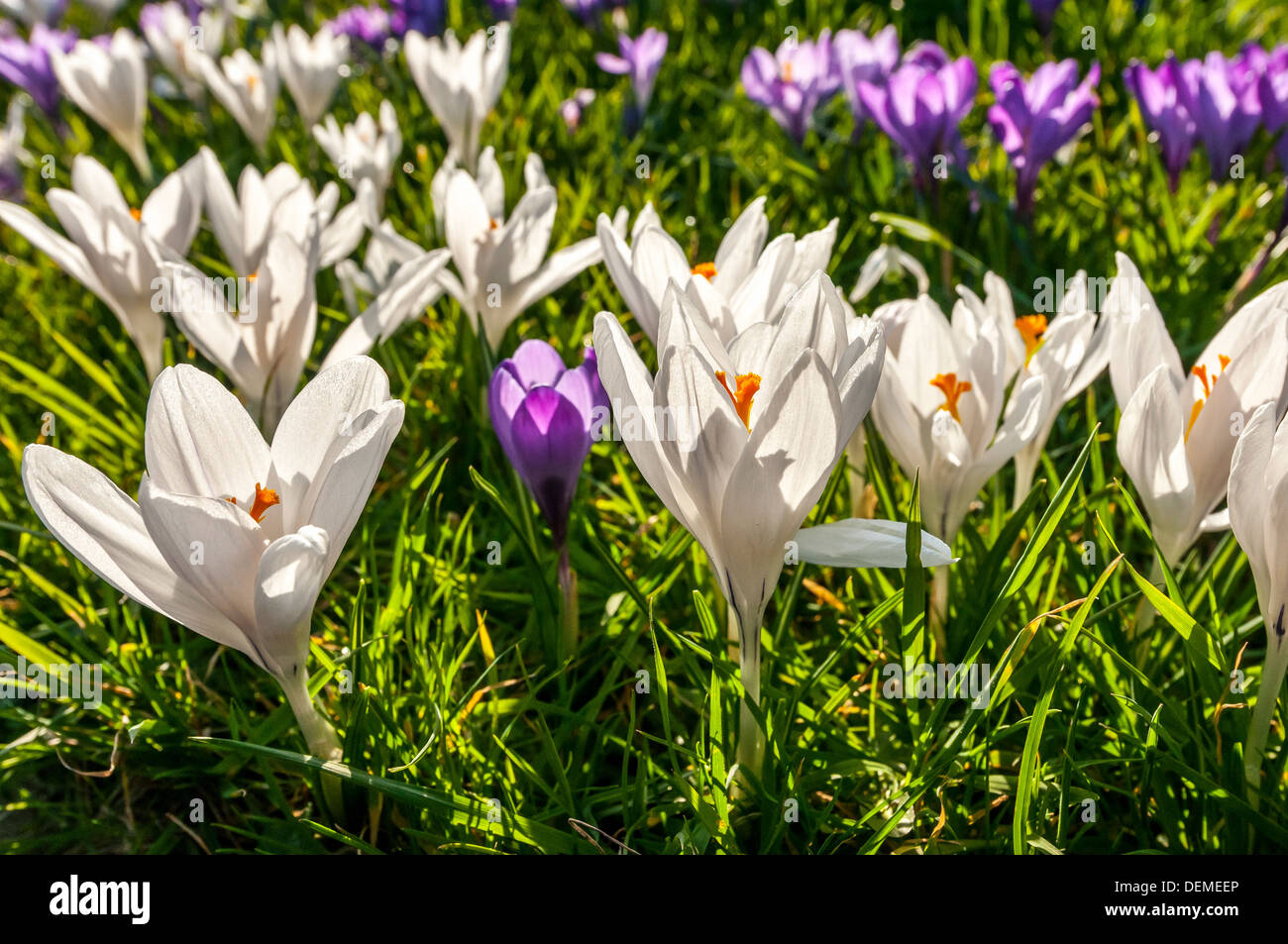 St.Il Ciad è la chiesa, Poulton-le-fylde,centro storico,lancashire,l'Inghilterra,uk,l'Europa Foto Stock