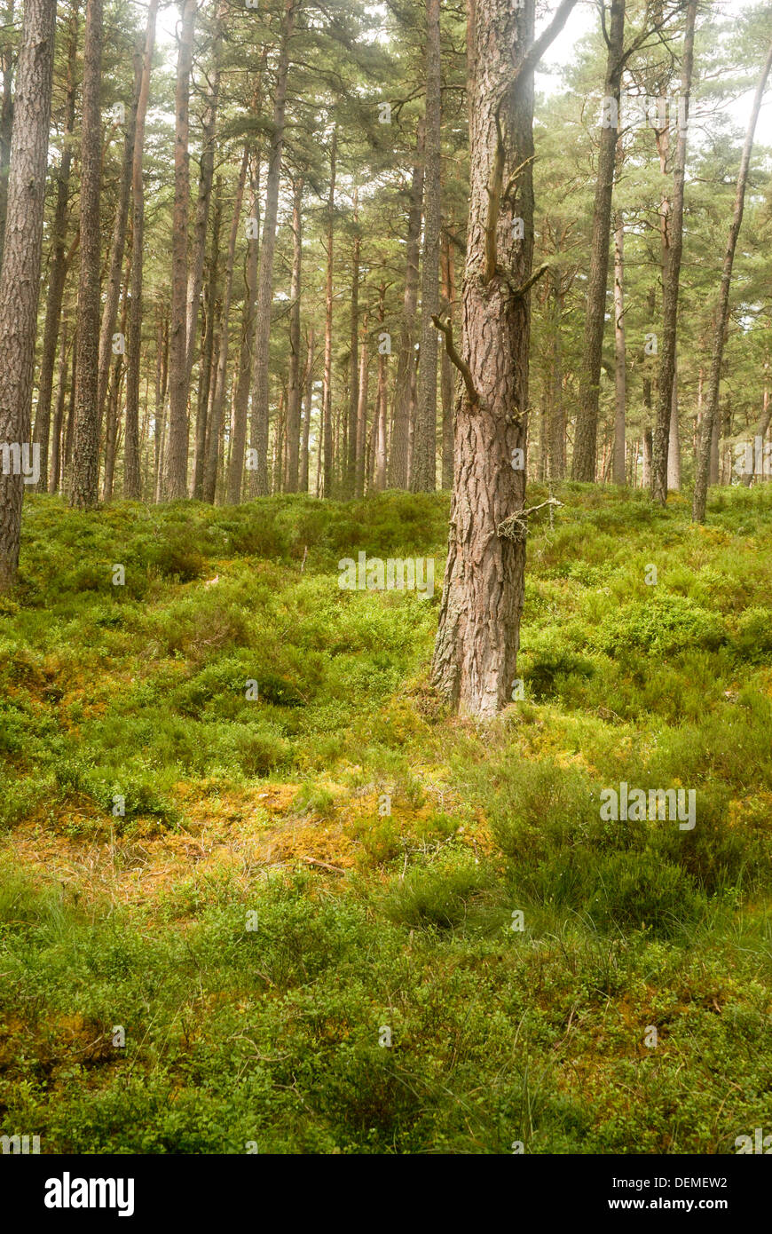 Pino silvestre (Caledonian) foresta Foto Stock